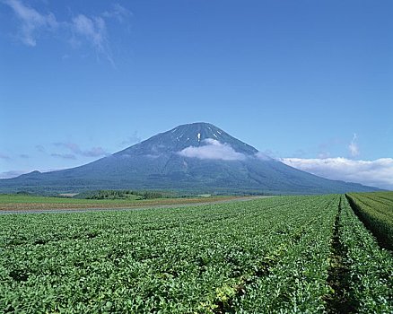 日本,萝卜,地点,山