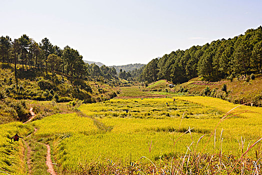 卡劳,稻田,掸邦,缅甸