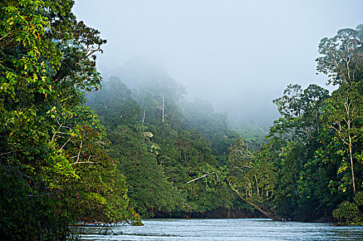 河,景色,国家公园,亚马逊雨林,厄瓜多尔,南美