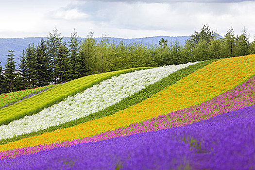 北海道夏季