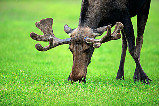驼鹿,成年,雄性,吃,阿拉斯加野生动物保护中心,安克里奇,阿拉斯加,美国,北美