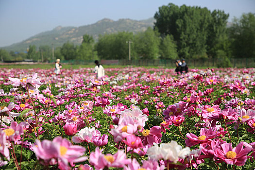 山东省日照市,游客闻香而至,徜徉芍药花海