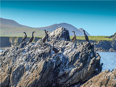 成群,鸬鹚,悬崖,岛屿,背景,西部,丁格尔半岛,爱尔兰
