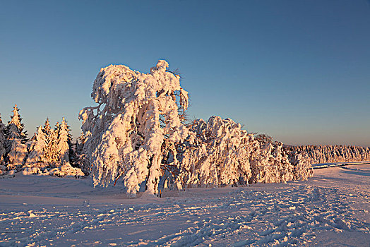 冬季风景,积雪,落日,黑森林,巴登符腾堡,德国