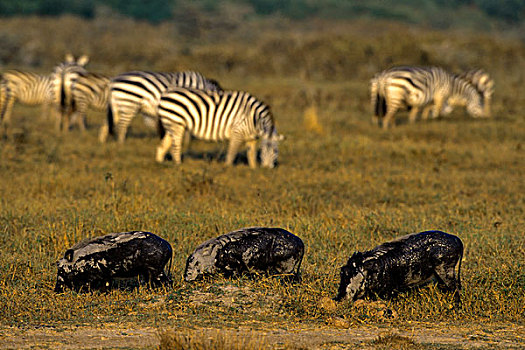 肯尼亚,安伯塞利国家公园,疣猪,斑马,背景