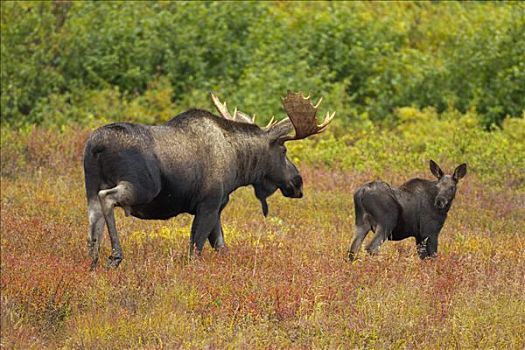 驼鹿,美洲驼鹿,雄性动物,跟随,幼兽,德纳里峰国家公园,阿拉斯加
