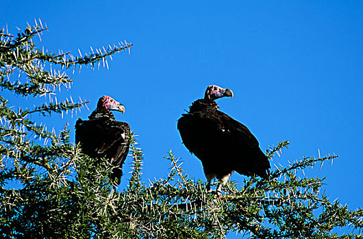 坦桑尼亚,塞伦盖蒂,努比亚秃鹫,坐,刺槐