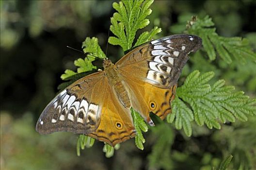 蝴蝶,雌性,昆士兰,澳大利亚