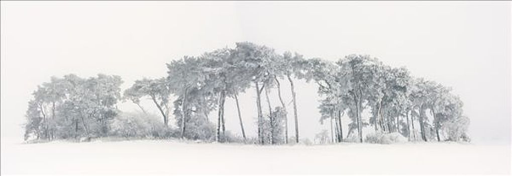 苏格兰,松树,樟子松,站立,冬天,乌瑟多姆岛,德国