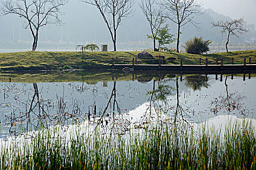 屯溪江边湿地小景