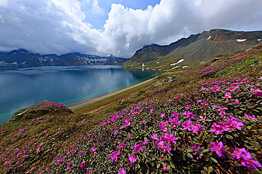 长白山高山杜鹃