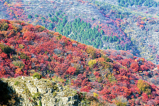 秋天北方漫山红遍，山东省青州市天赐山风光