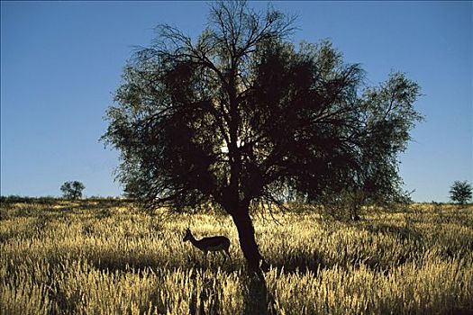 跳羚,放牧,树下,南非