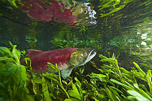 红大马哈鱼,红鲑鱼,女性,游泳,支流,亚当斯河,产卵,省立公园,不列颠哥伦比亚省,加拿大