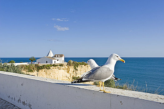海鸥,正面,小教堂,阿尔加维,葡萄牙