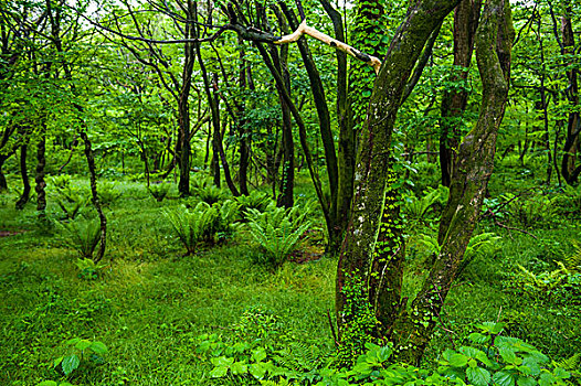 茂密,绿色,树林,国家森林,世界遗产,济州岛,岛屿,韩国