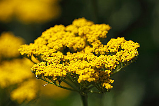 花,黄色,西洋蓍草,杂交品种,园艺植物