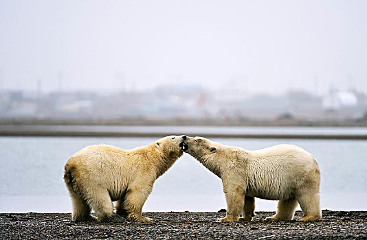 两个,北极熊,砾石,岛屿,面对面,后面,爱斯基摩,住宅区,波弗特,海洋,北冰洋,阿拉斯加,美国,北美