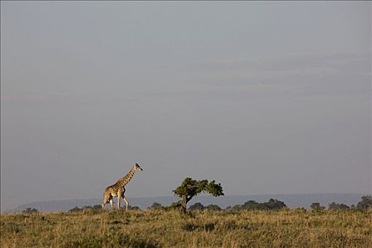 长颈鹿,走,地点,马赛马拉国家保护区,肯尼亚