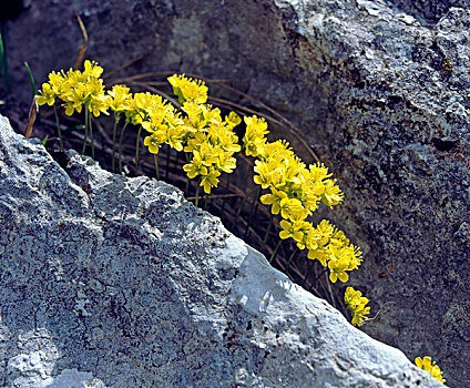 岩石花园,石头,黄色