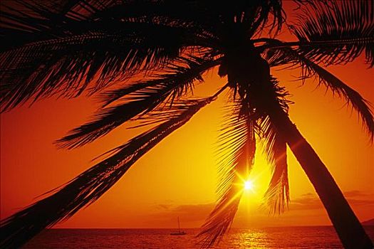 夏威夷,毛伊岛,年轻,海滩,橙色,日落,棕榈树,剪影