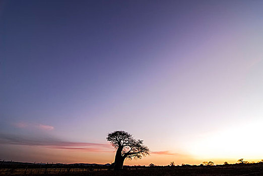 猴面包树,晚上,亮光,林波波河,省,南非,非洲