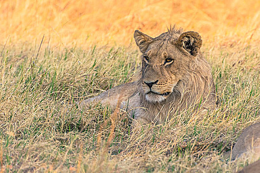 博茨瓦纳,乔贝国家公园,萨维提,幼小,雄性,狮子