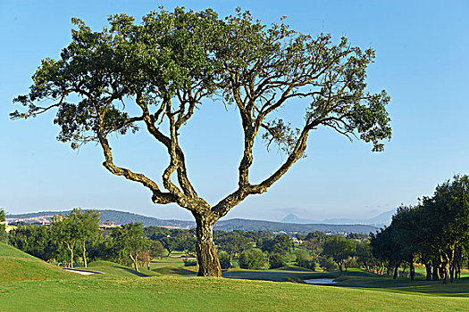 树,高尔夫球场