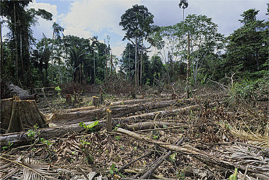 厄瓜多尔,亚马逊盆地,靠近,雨林,河,农事