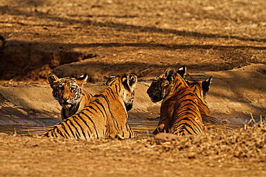 虎崽,水坑,虎,自然保护区,印度