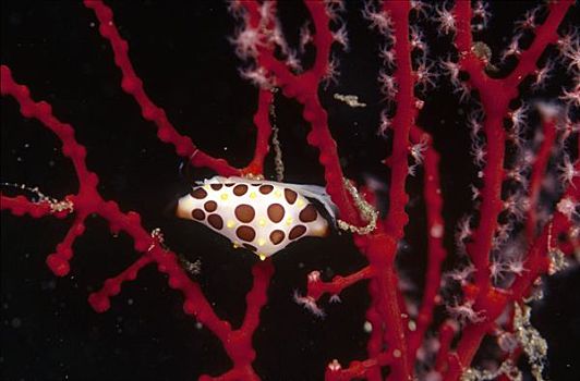 生活方式,柳珊瑚,主人,巴厘岛,印度尼西亚