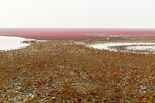 红海滩