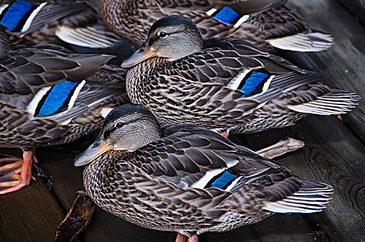 鸭子,蓝色,翼,羽毛,站立,木质,码头,湖,木头,安大略省,加拿大