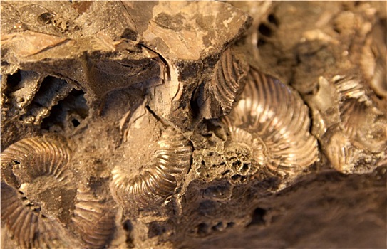 壳,化石