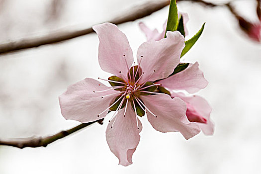 桃花,桃树,桃枝