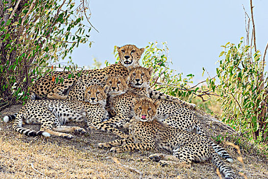 印度豹,猎豹,女性,四个,幼兽,休息,马赛马拉国家保护区,肯尼亚,非洲