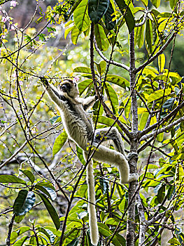 马达加斯加狐猴,维氏冕狐猴,峡谷,马达加斯加,非洲