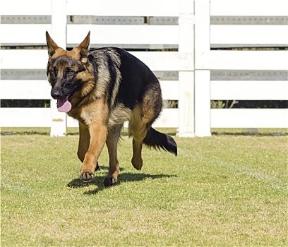 德国牧羊犬,狗