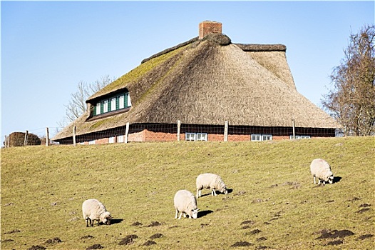 绵羊,房子,茅草屋顶