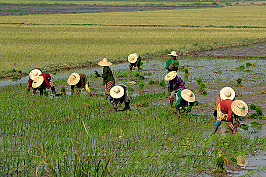 亚洲,缅甸,稻田