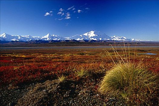 麦金立山,高处,苔原,德纳里国家公园,秋天