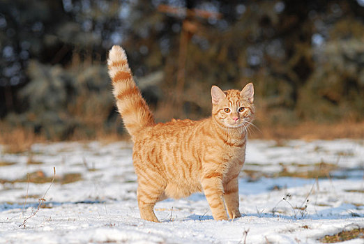 家猫,雄性,猫,红色,鲭,站立,雪,草地,奥地利,欧洲
