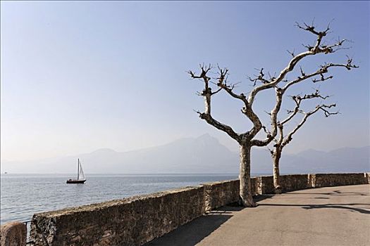 水边,散步场所,帆船,加尔达湖,意大利