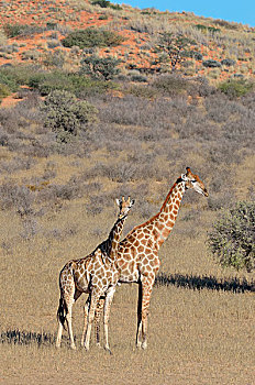 长颈鹿,雄性,雌性,站立,干草,卡拉哈迪大羚羊国家公园,北开普,南非,非洲
