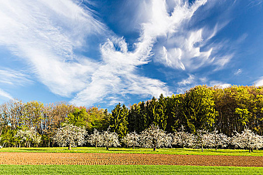 盛开,樱桃树,牧场,靠近,耕地,瑞士