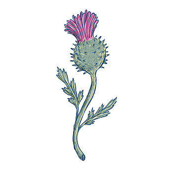 苏格兰,蓟属植物,绘画