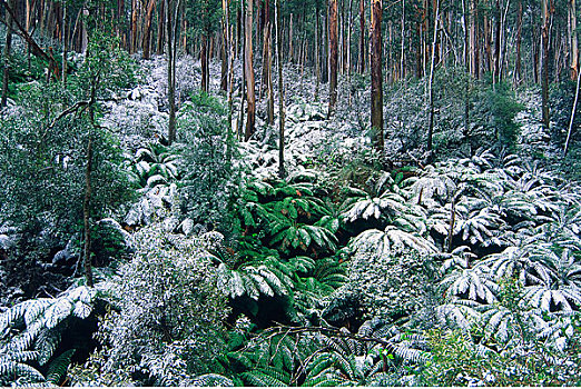 雪,树上,蕨类,高山,国家公园,维多利亚,澳大利亚