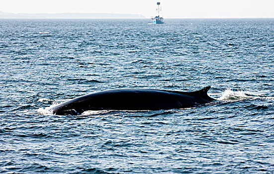 鳍鲸,长须鲸,大马南岛,芬地湾,新布兰斯维克,加拿大