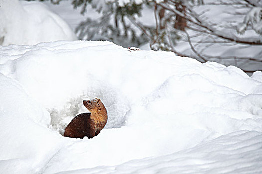 雪地中单只长白山野生紫貂