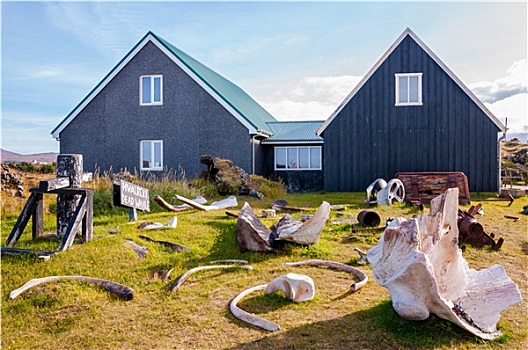 鲸,骨头,博物馆,冰岛